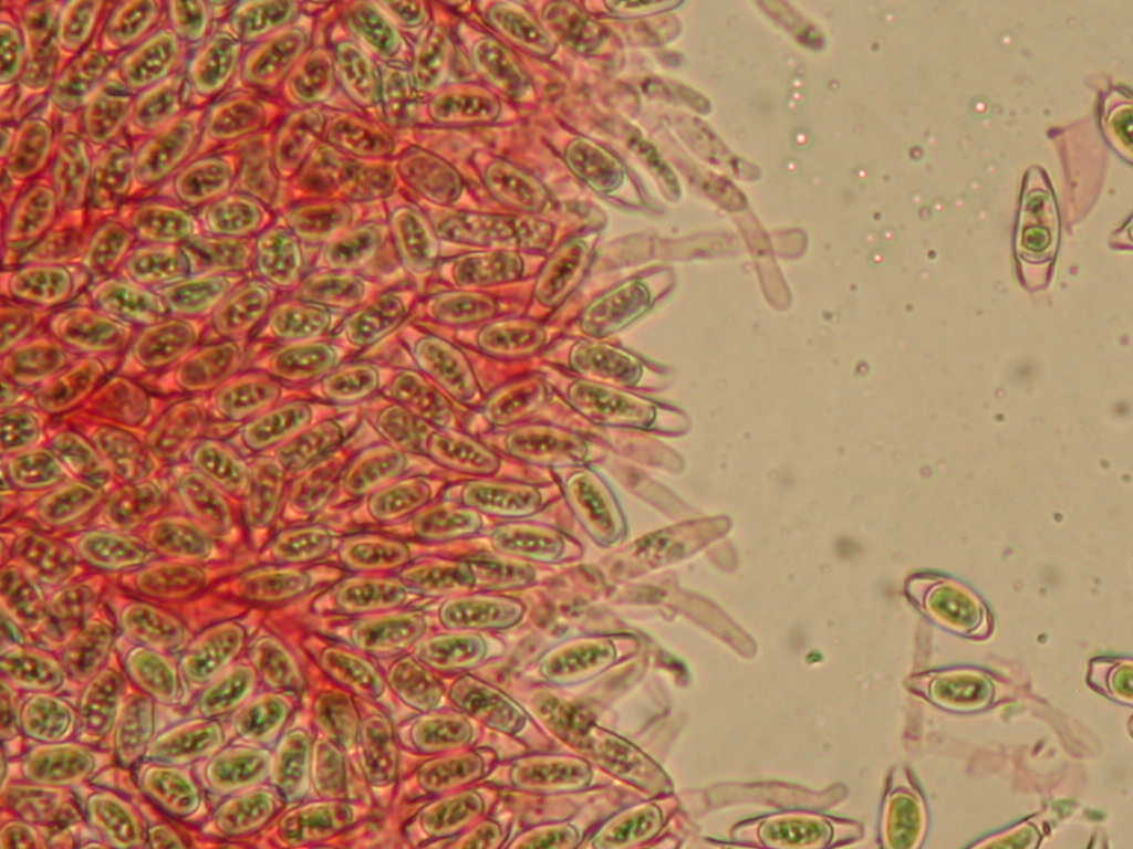 Sar� facile ....  ???   Quizzzz